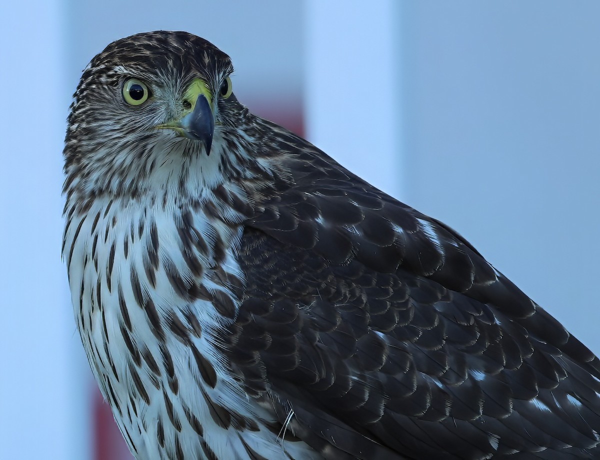 Cooper's Hawk - ML646318449