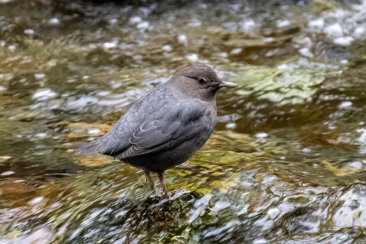 American Dipper - ML646318450