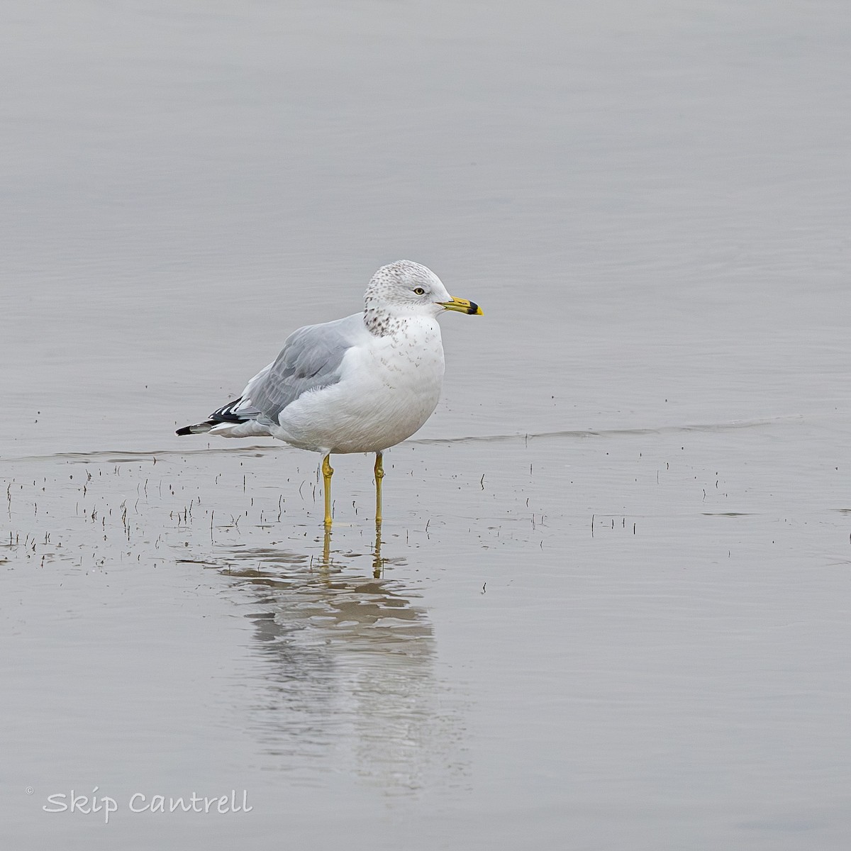 Ring-billed Gull - ML646318454