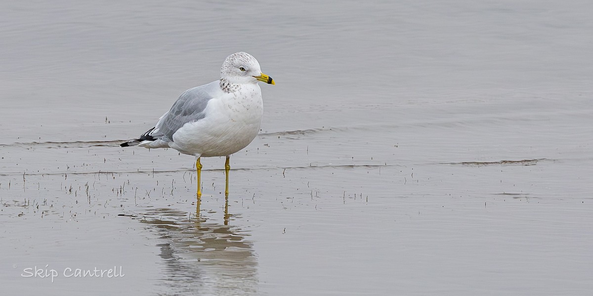 Ring-billed Gull - ML646318455