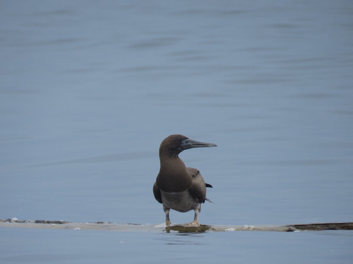 Pasifik Kara Sümsüğü - ML646318456