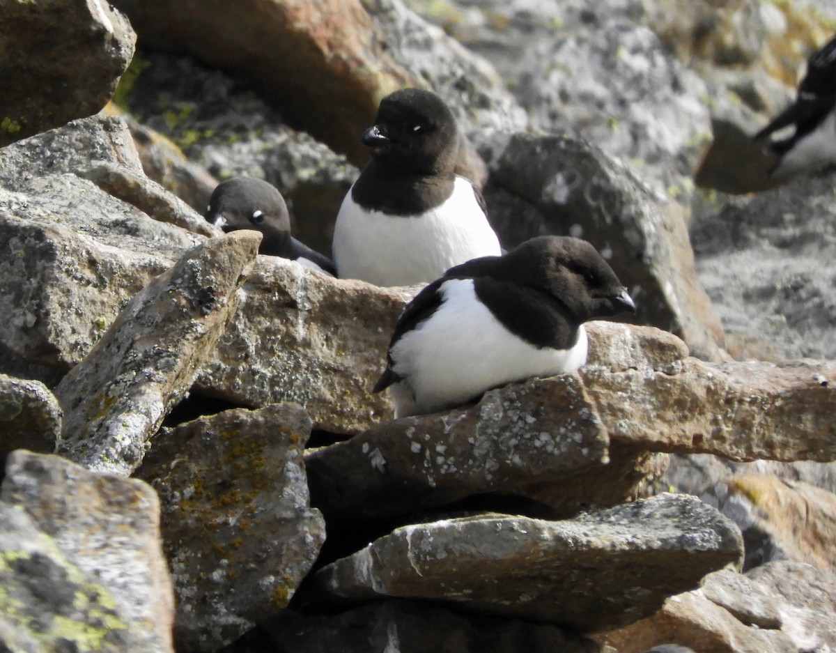 Küçük Alk - ML646318459