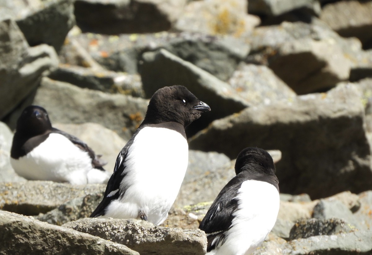 Küçük Alk - ML646318460