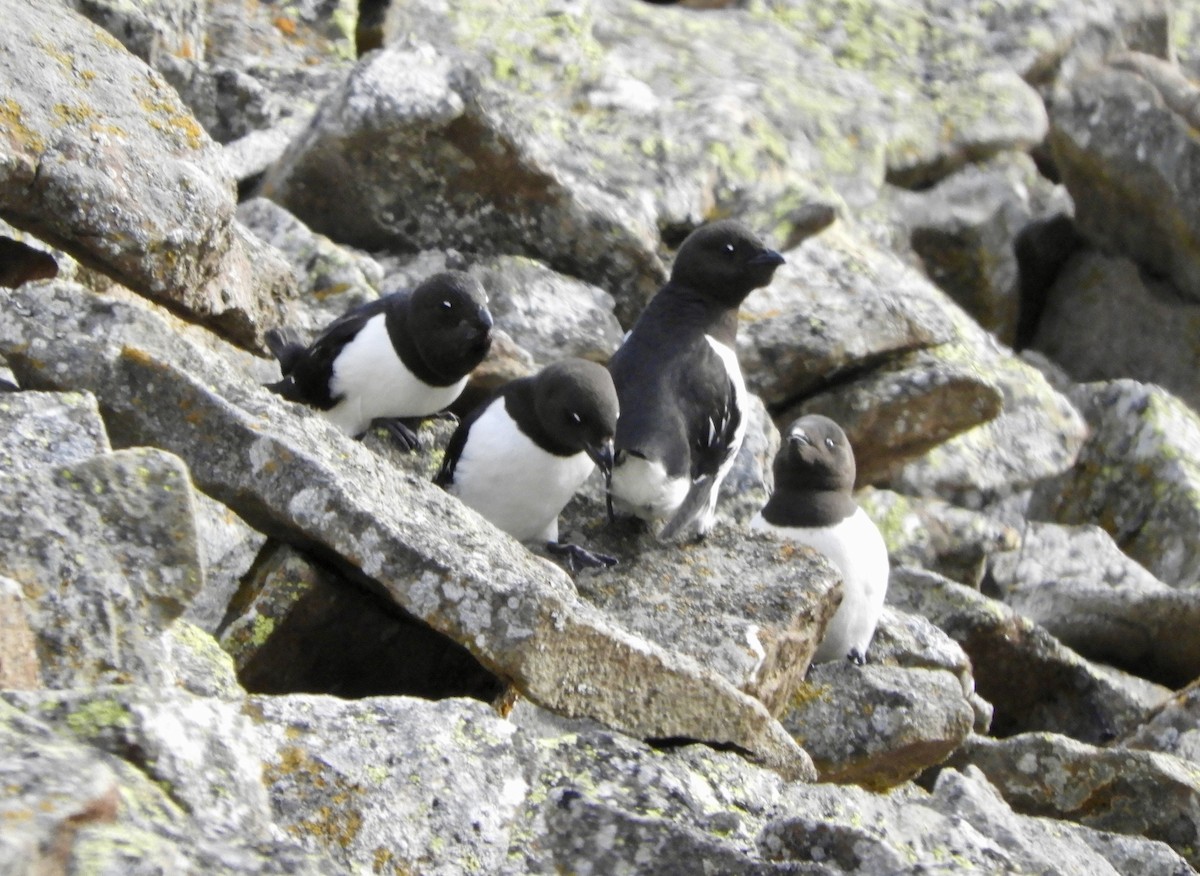אלקה גמדית - ML646318461