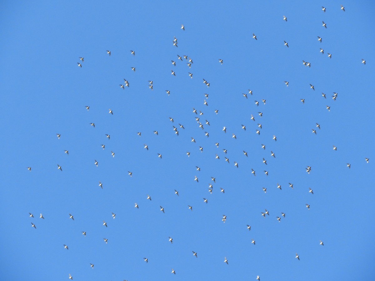 אלקה גמדית - ML646318462