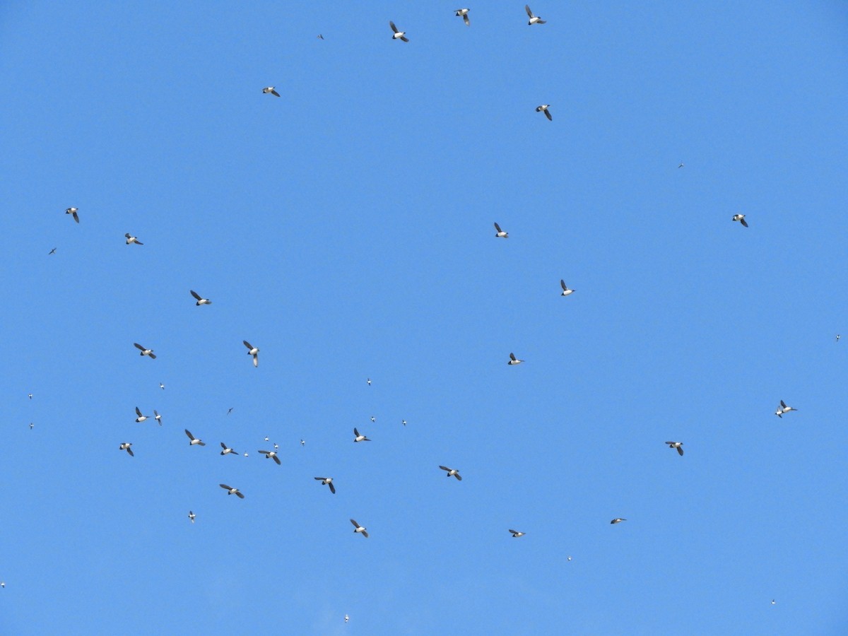 אלקה גמדית - ML646318464