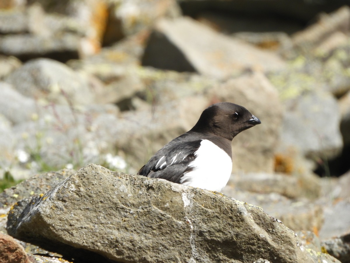 אלקה גמדית - ML646318465