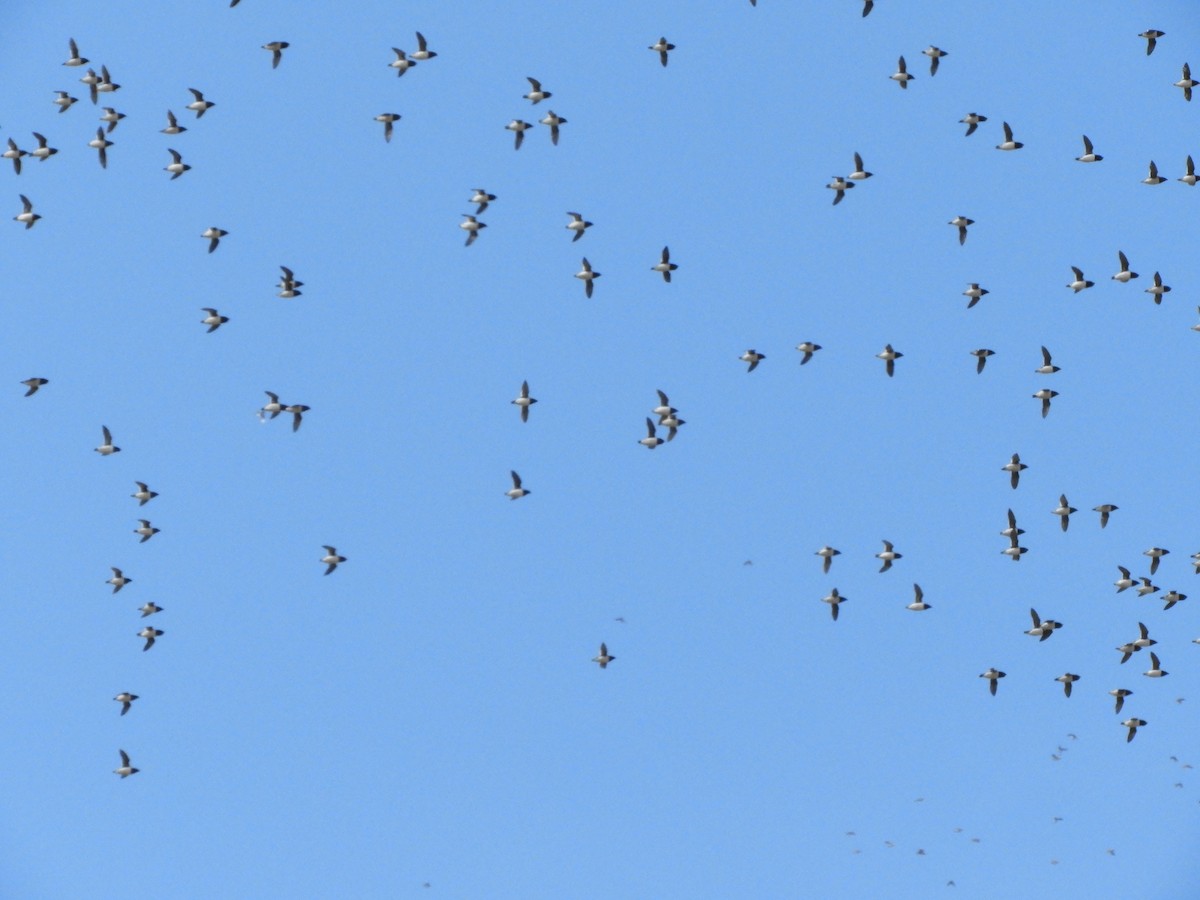 אלקה גמדית - ML646318466