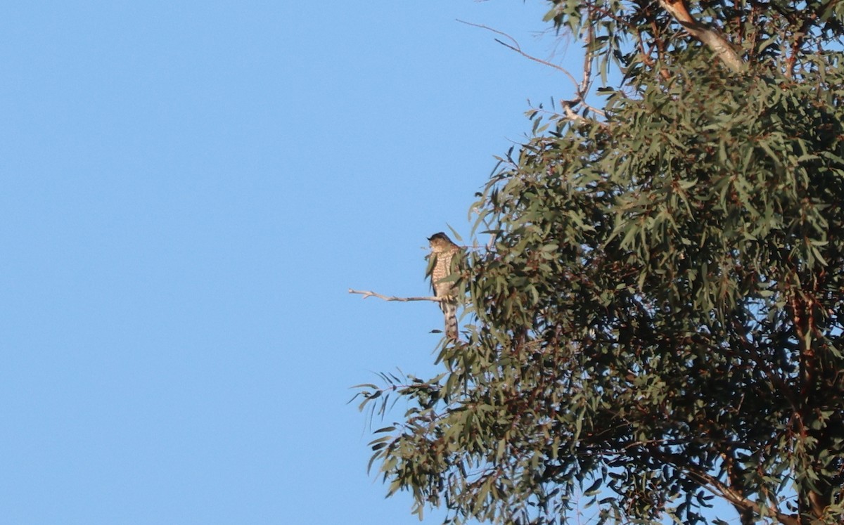 Cooper Atmacası - ML646318468