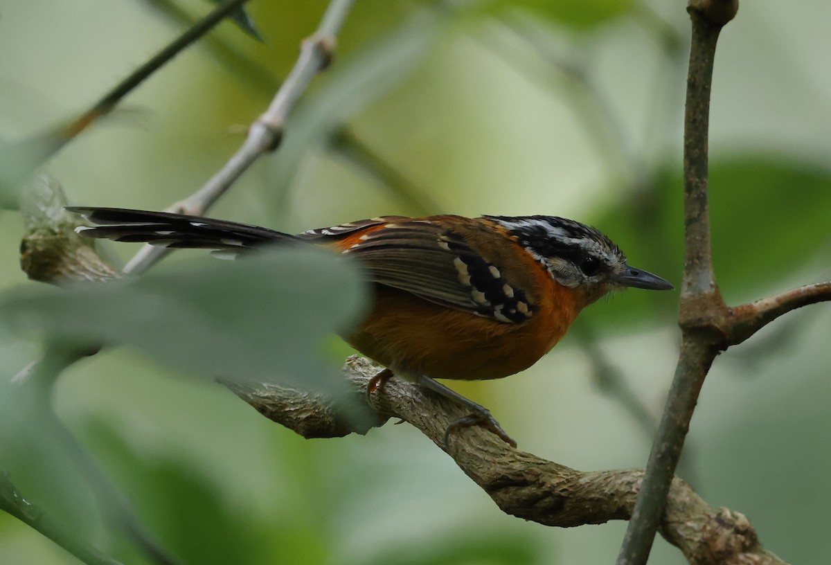 Kınalı Karıncakuşu - ML646318471