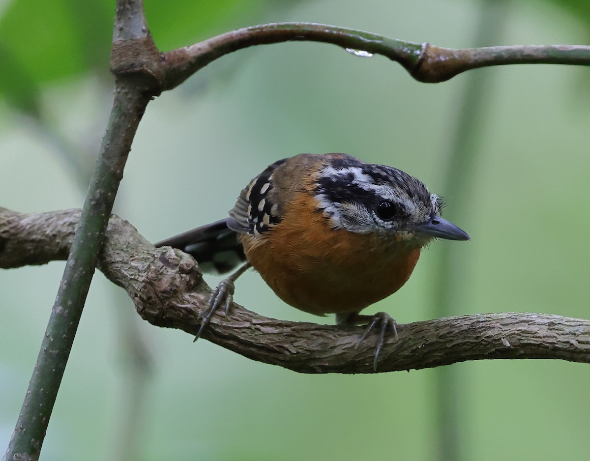 Kınalı Karıncakuşu - ML646318472