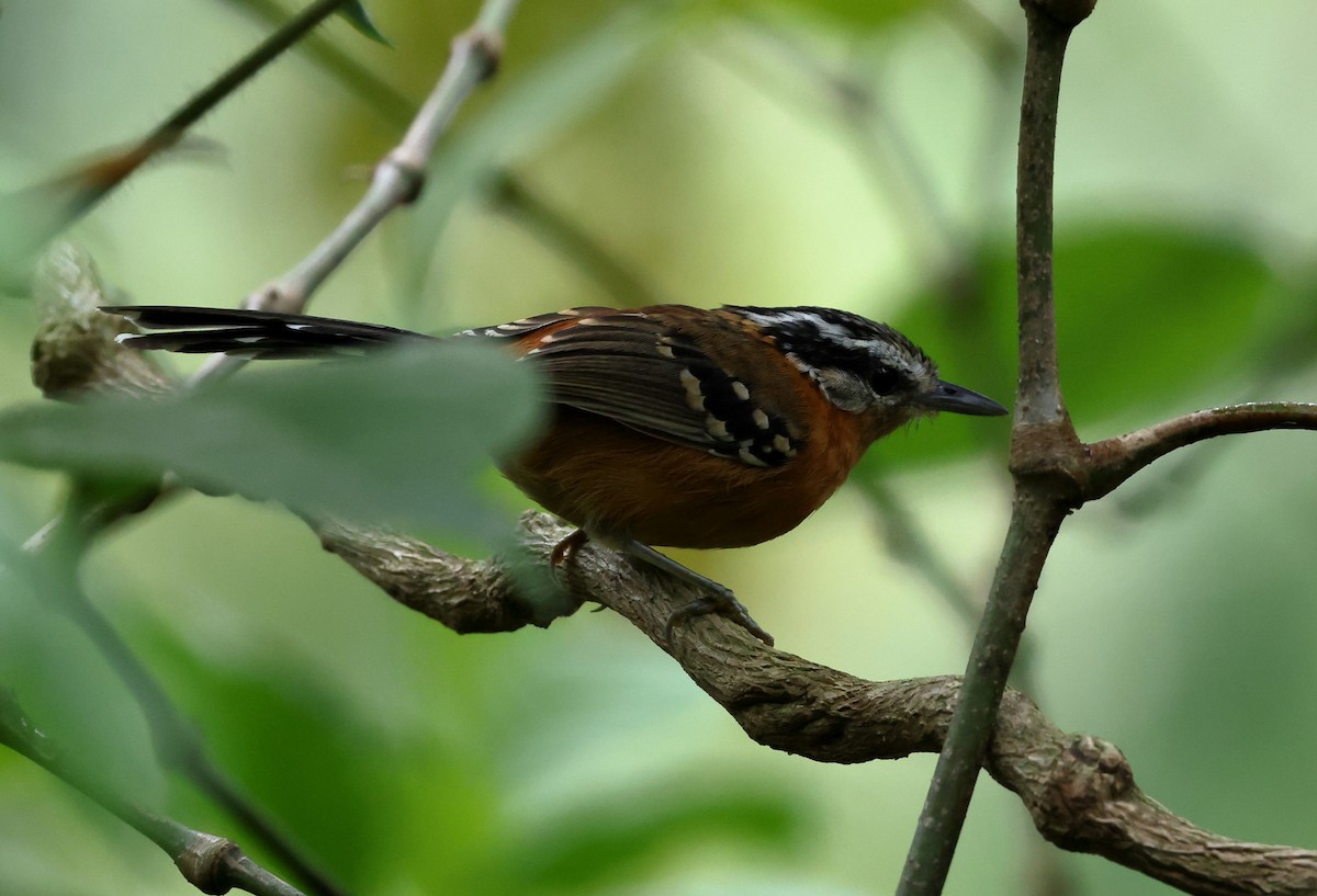 Kınalı Karıncakuşu - ML646318473