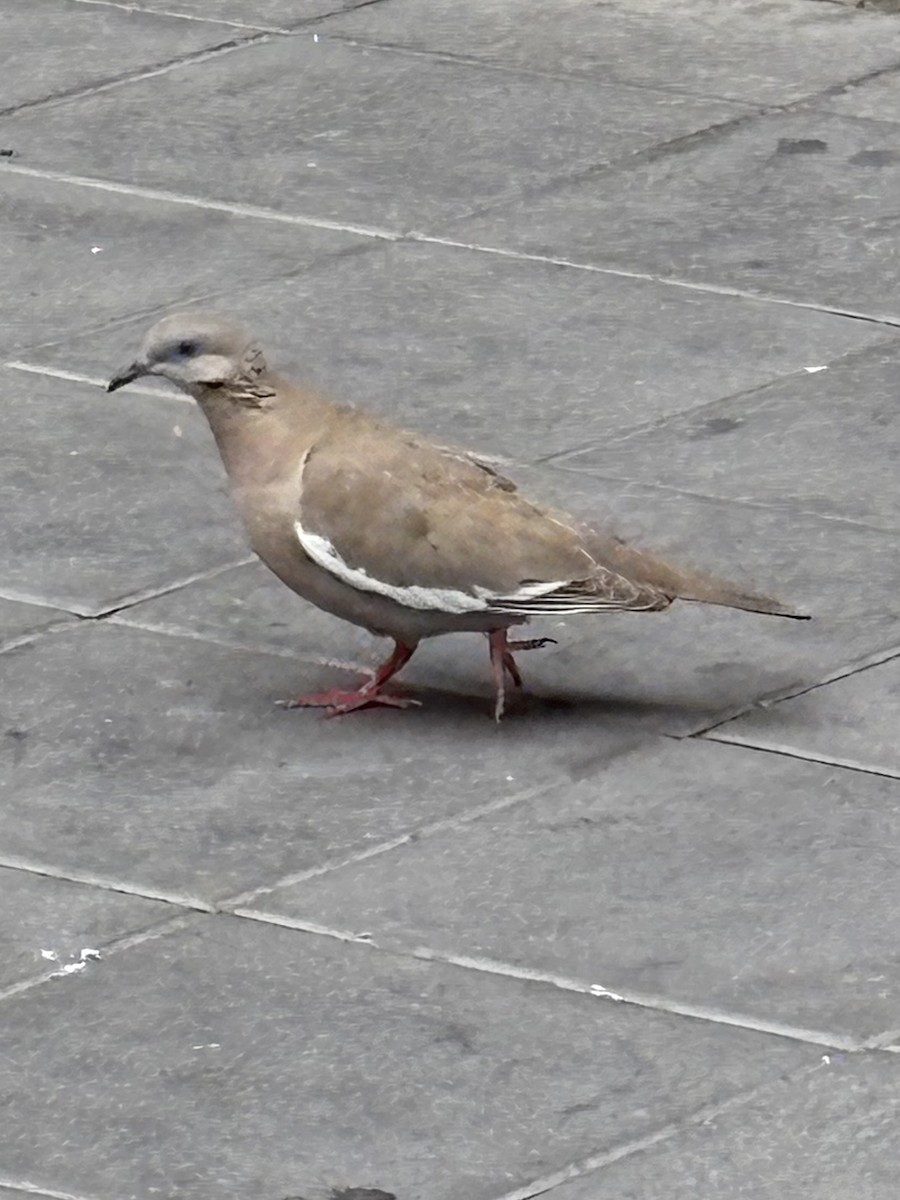 Peru Kumrusu - ML646318474