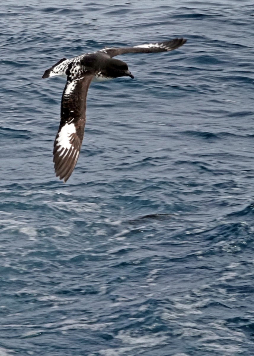 Alaca Fırtınakuşu - ML646318476