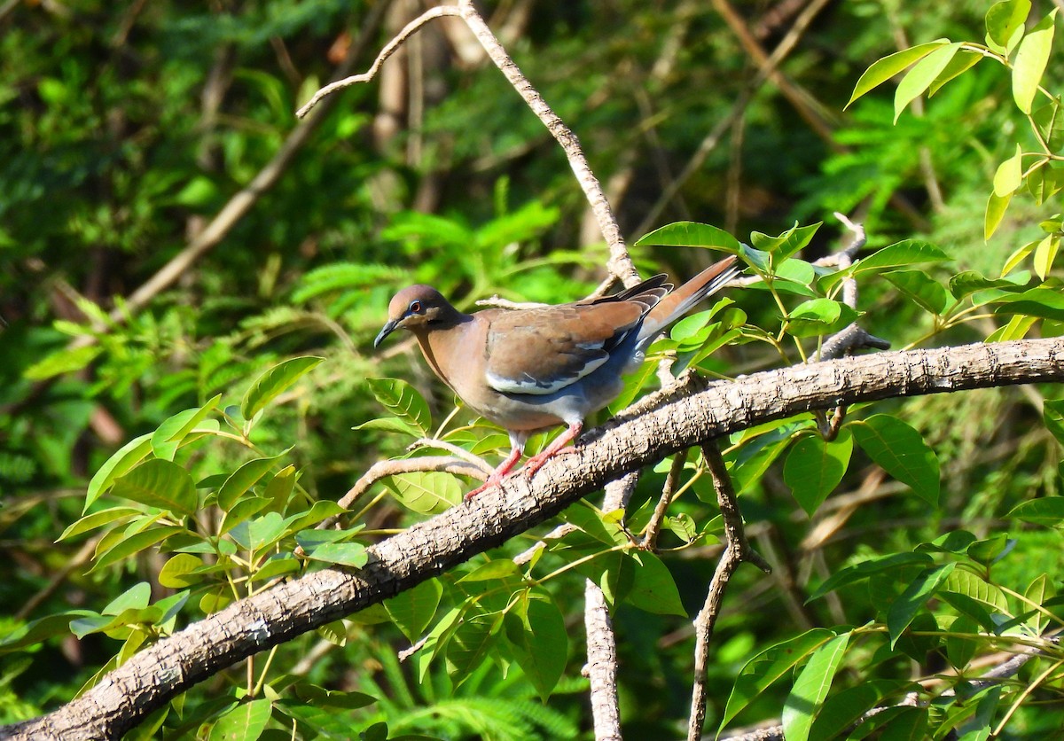 Ak Kanatlı Kumru - ML646318477