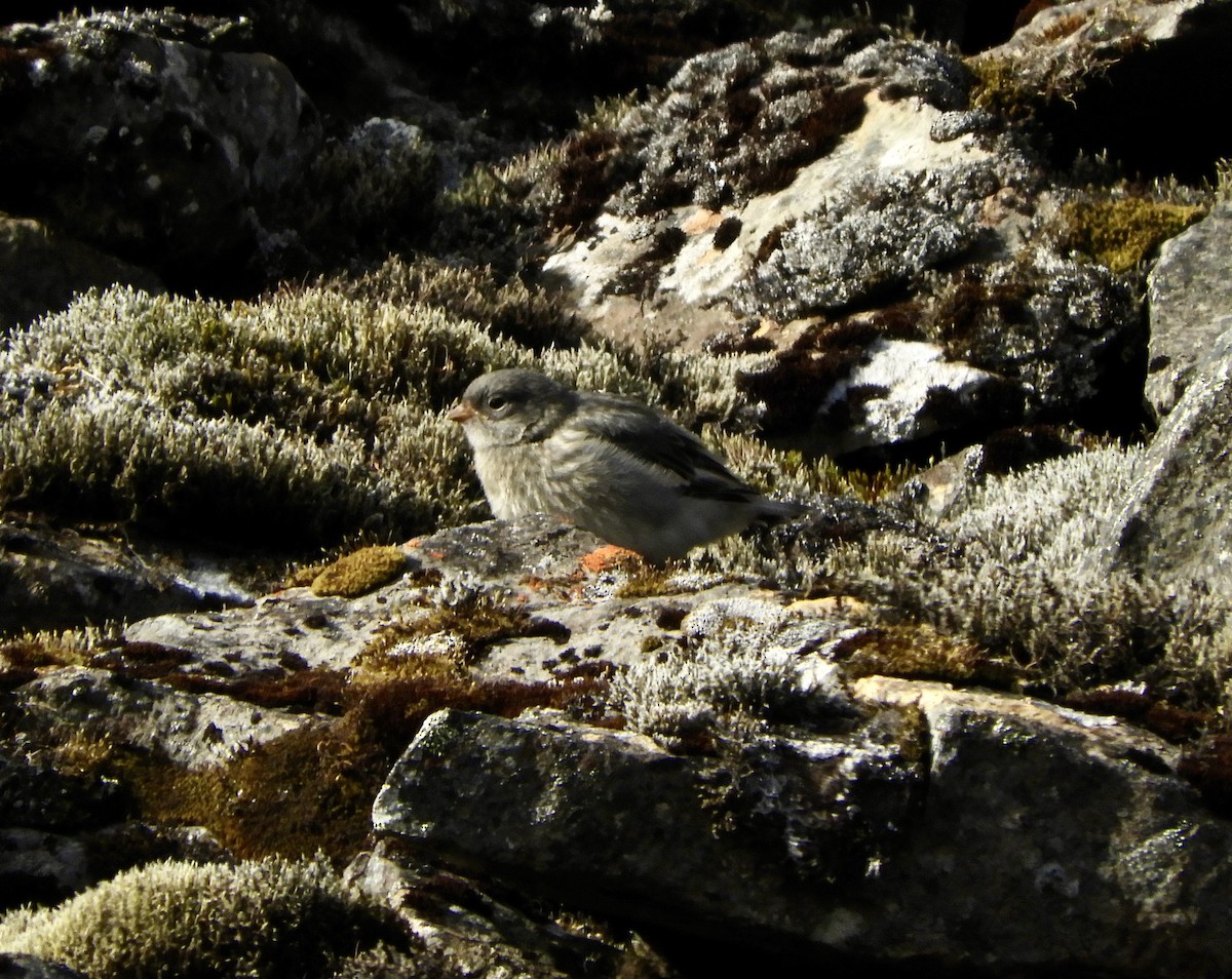 雪鵐 - ML646318478