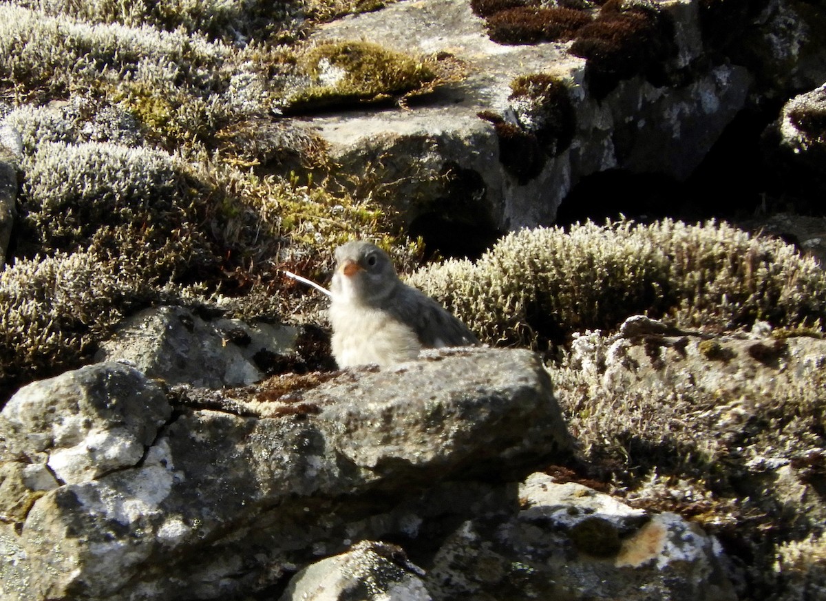 雪鵐 - ML646318479