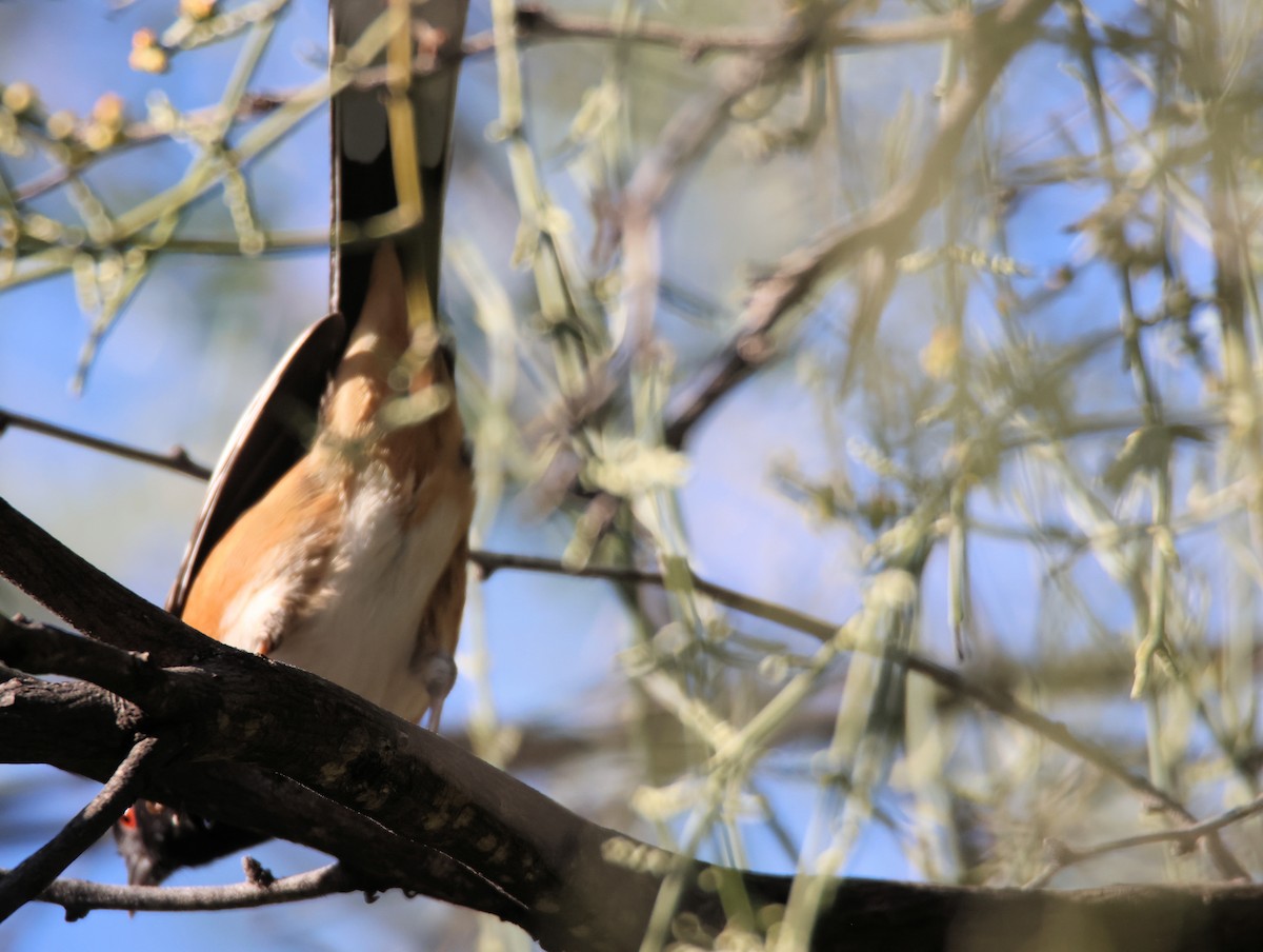 Benekli Tovi - ML646318480