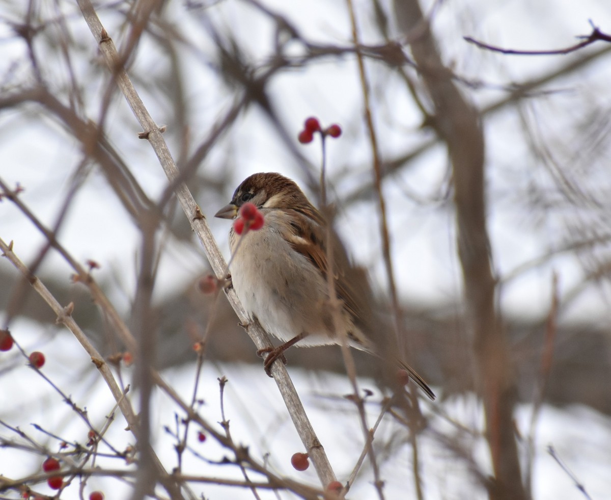 Serçe - ML646318481