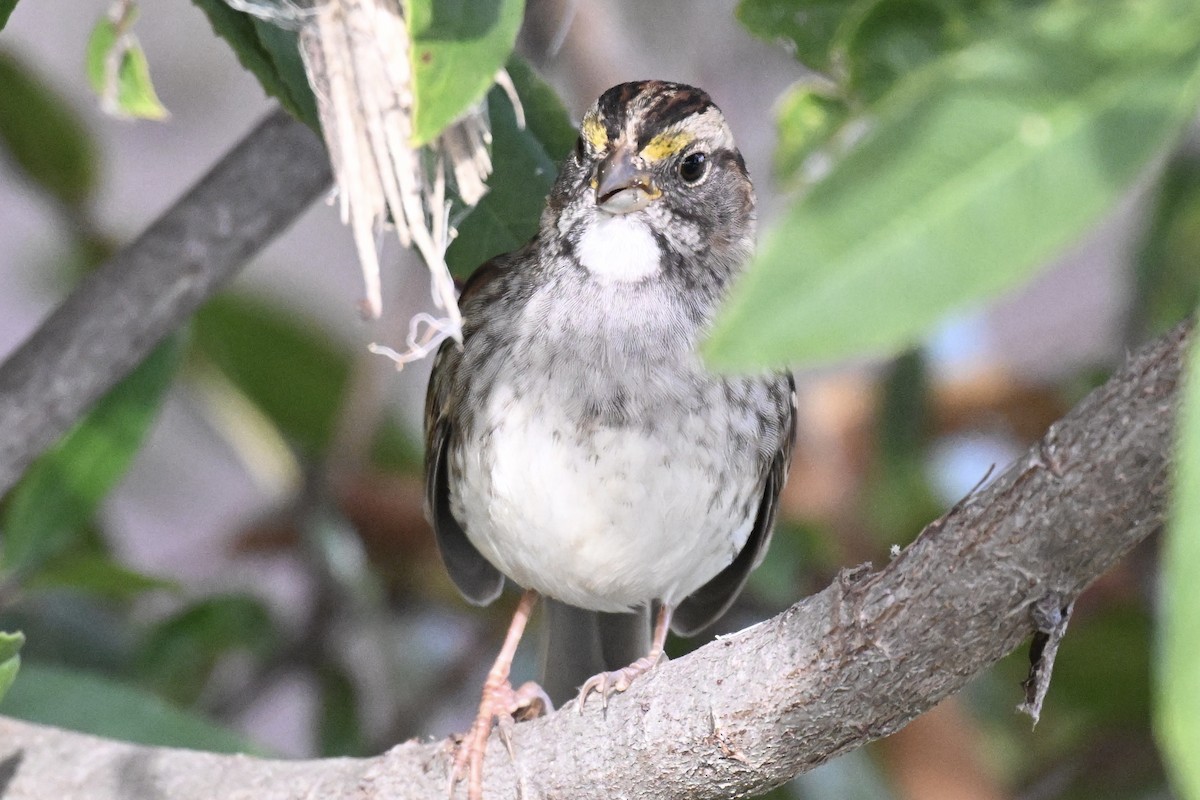 Ak Boğazlı Serçe - ML646318482