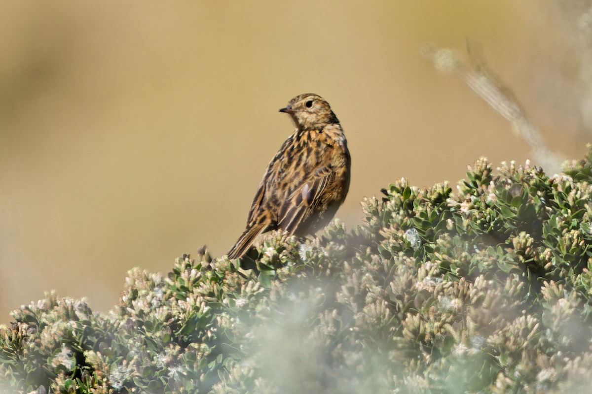 Puna İncirkuşu - ML646318483