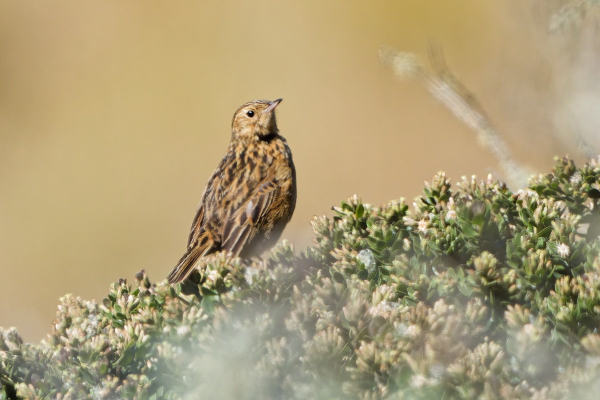 Puna İncirkuşu - ML646318484