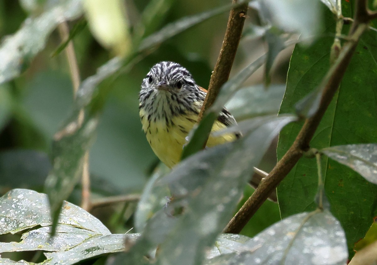 Çizgili Başlı Karıncakuşu - ML646318485