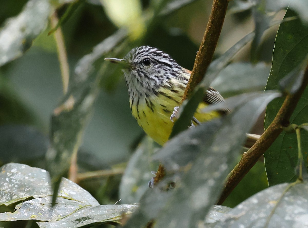 Çizgili Başlı Karıncakuşu - ML646318486