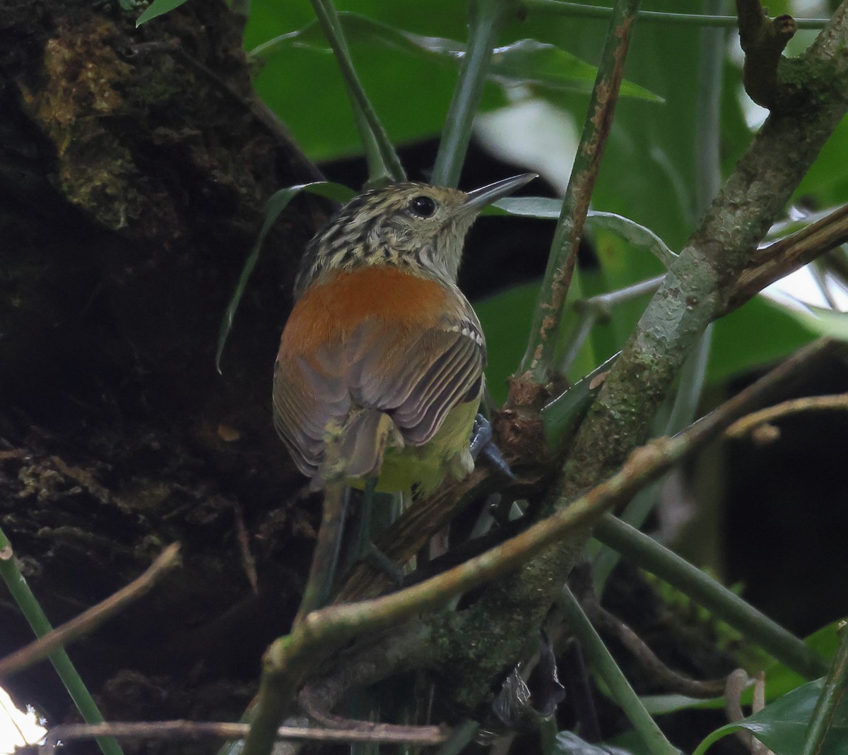 Çizgili Başlı Karıncakuşu - ML646318487