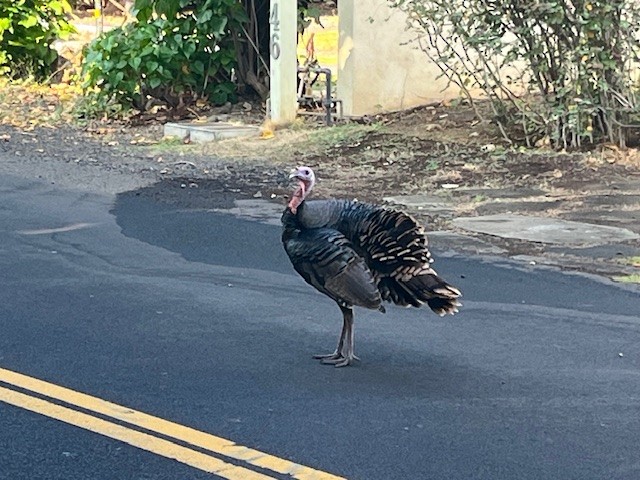 Yabani Hindi - ML646318488