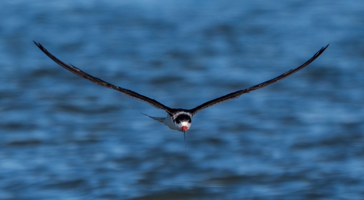 Kara Makasgaga - ML646318489