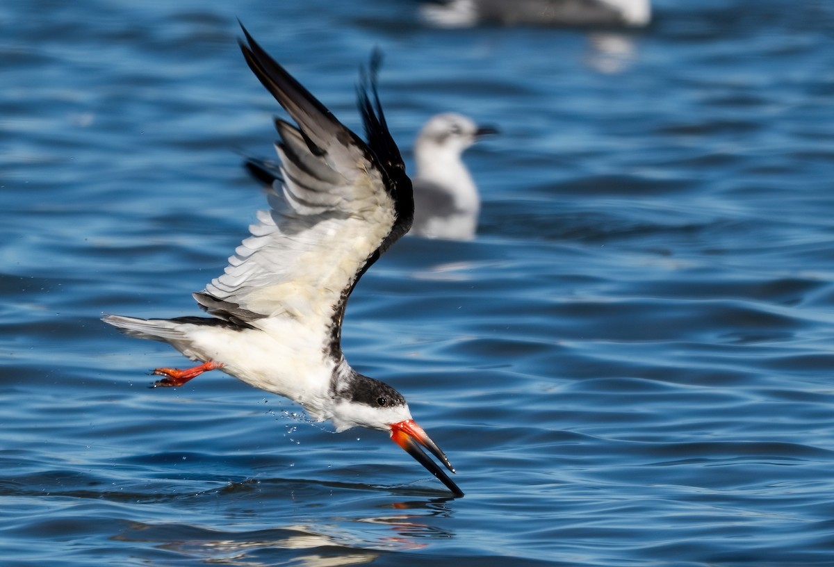 Kara Makasgaga - ML646318490