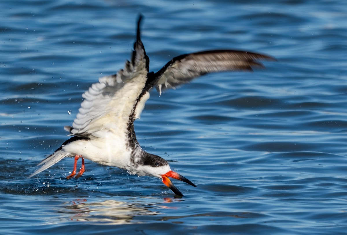 Kara Makasgaga - ML646318491