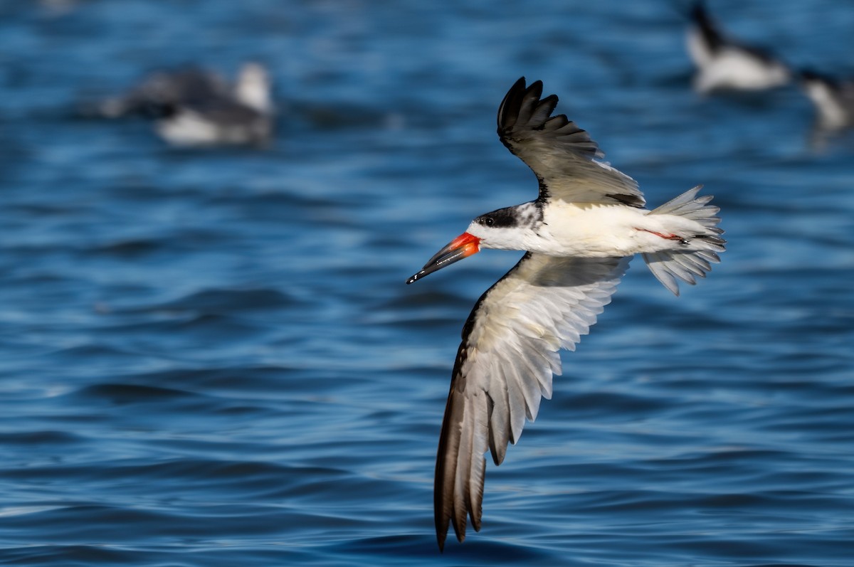 Kara Makasgaga - ML646318492