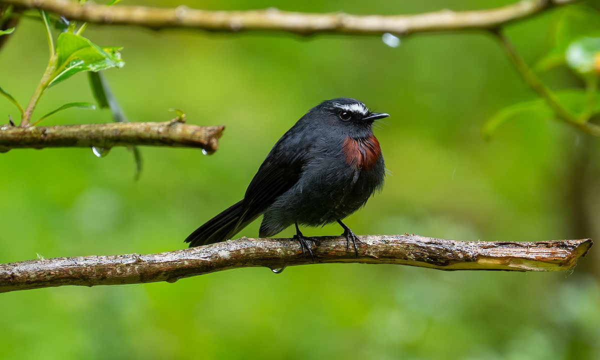 Bordo Kuşaklı Bülbül Tiranı - ML646318493