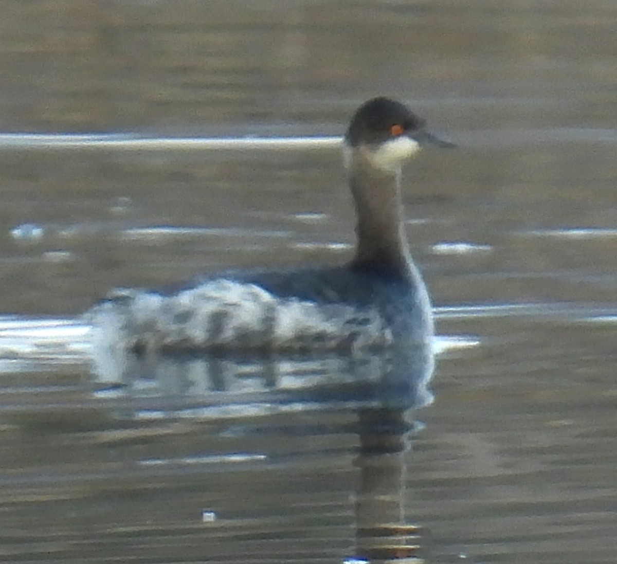 Grèbe à cou noir - ML646318495