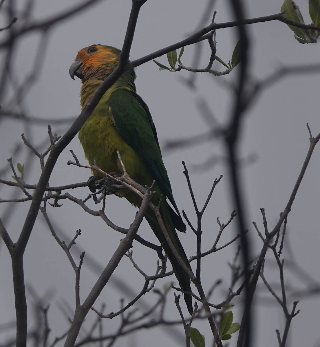 Kahverengi Gerdanlı Papağan - ML646318496