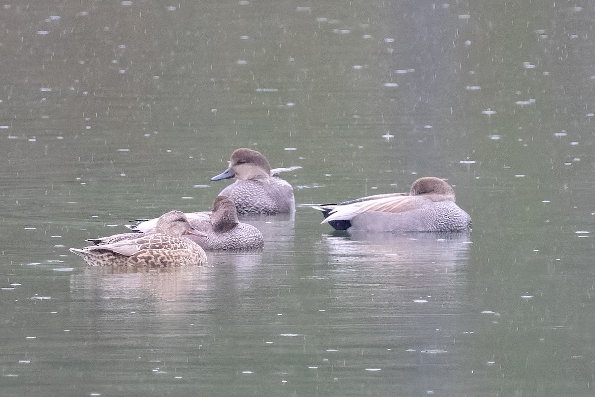 Boz Ördek - ML646318497