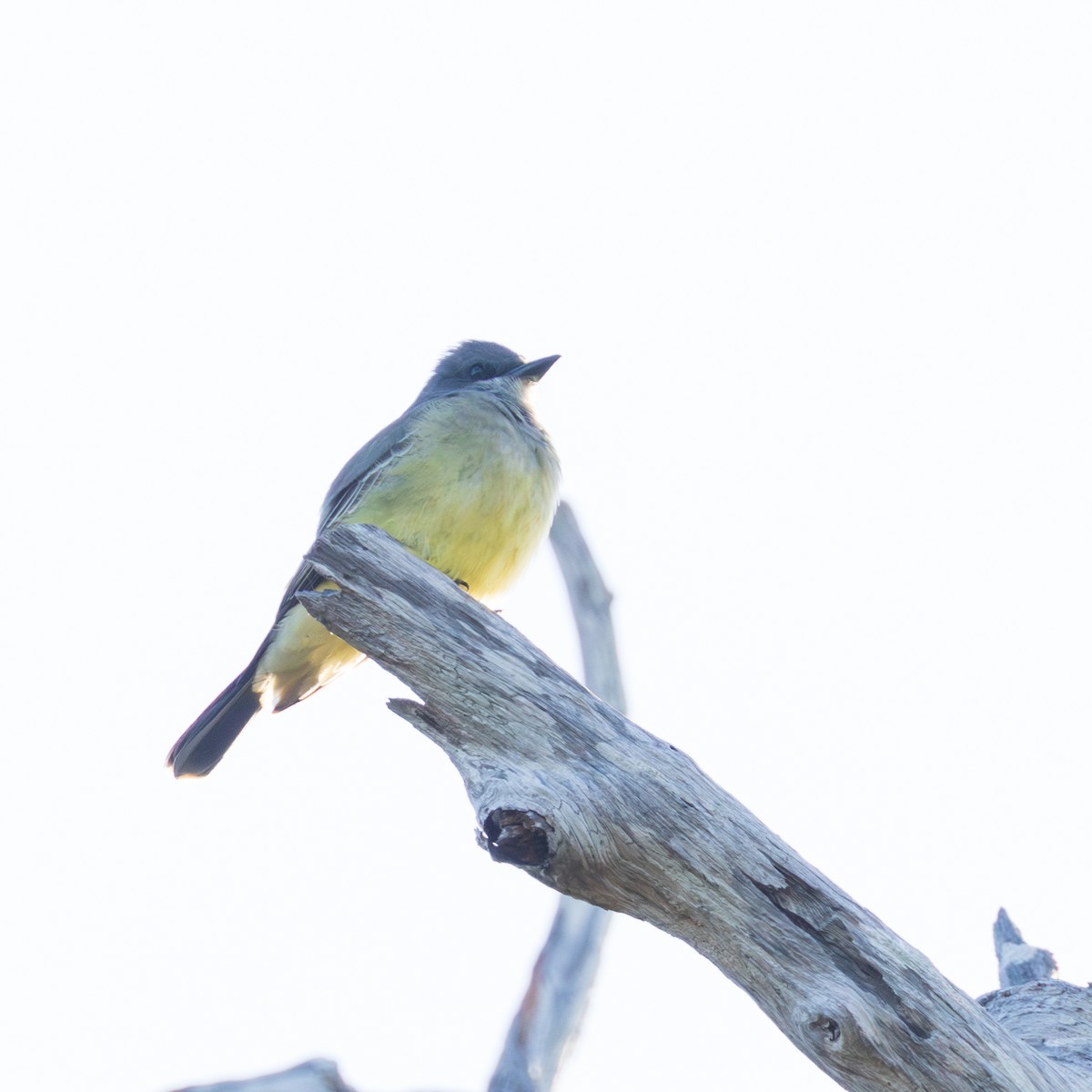 Cassin's Kingbird - ML646318498