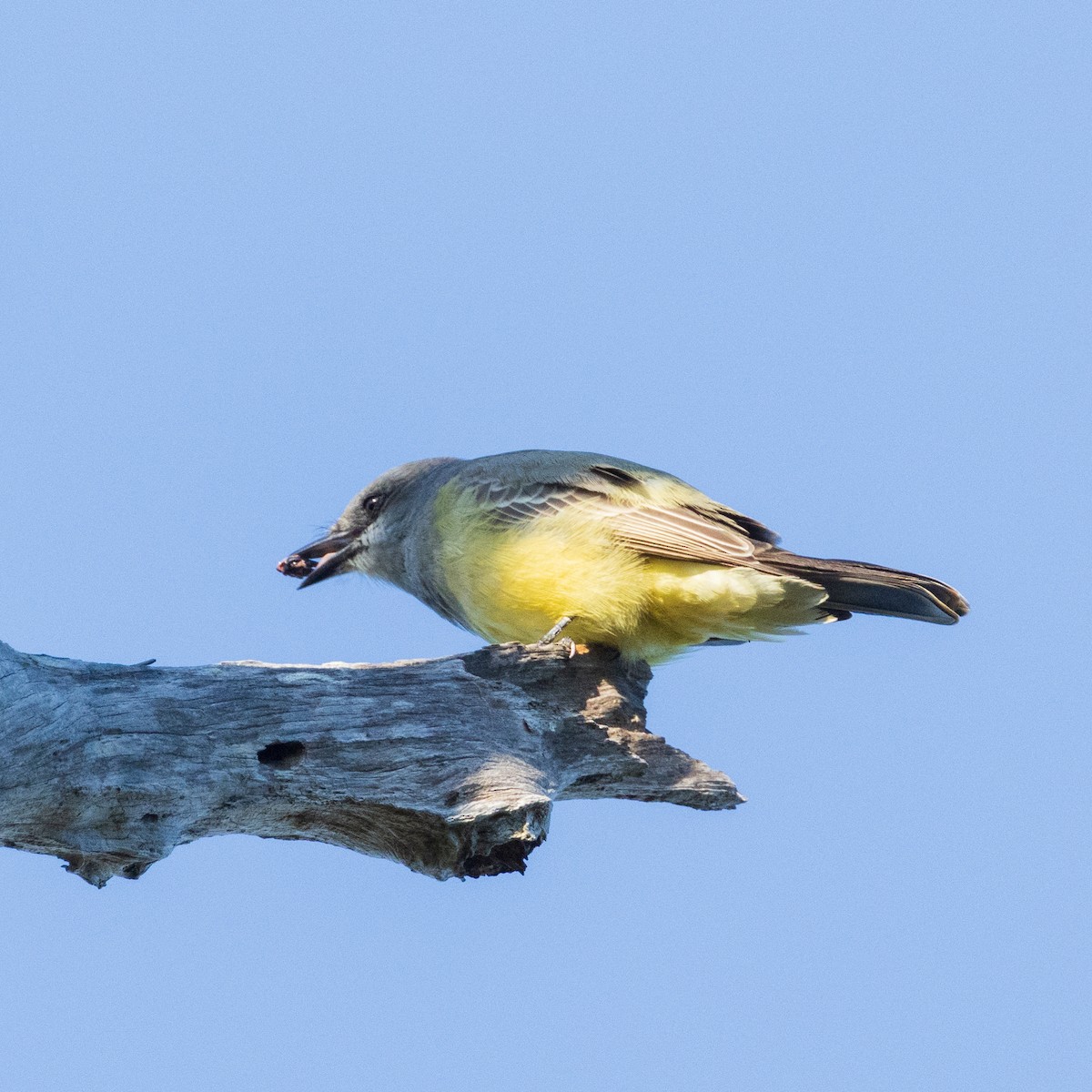 Cassin's Kingbird - ML646318499