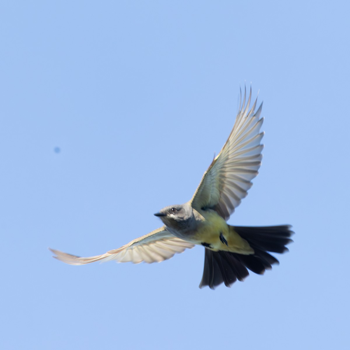 Cassin's Kingbird - ML646318500