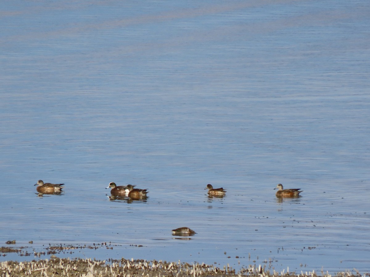 Amerika Fiyusu - ML646318502