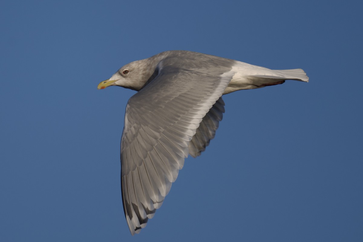 Grönland Martısı - ML646318503