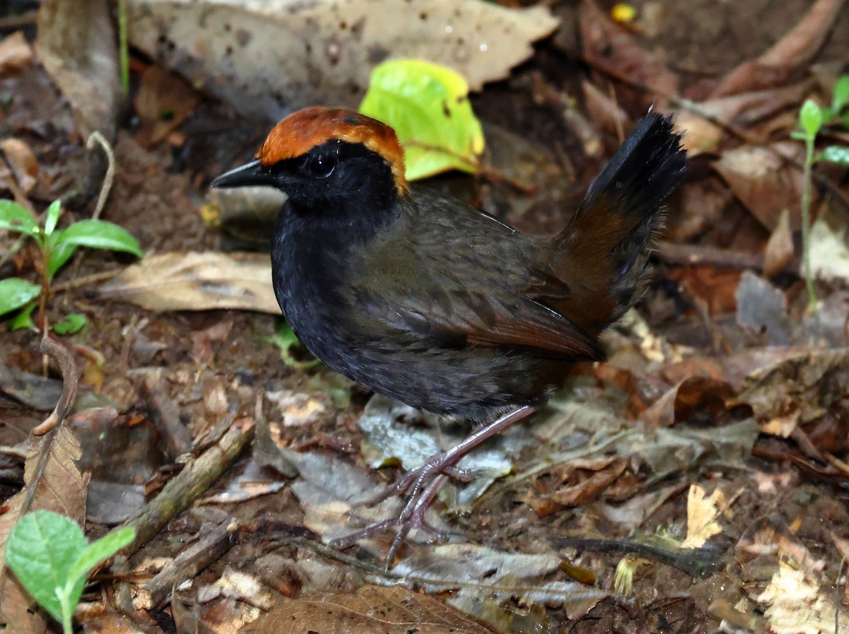 Kızıl Taçlı Karıncaardıcı - ML646318504