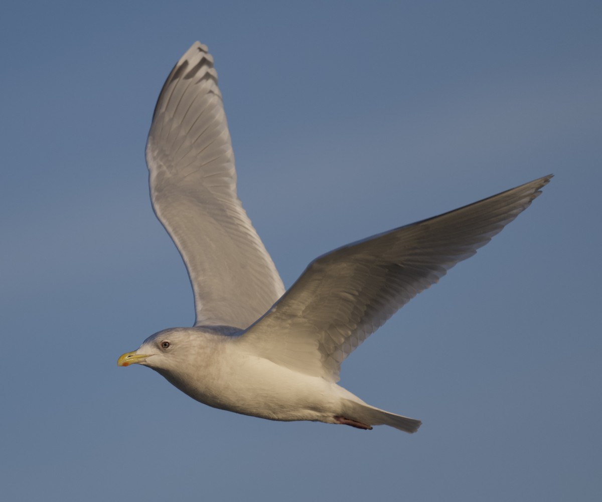 Grönland Martısı - ML646318505