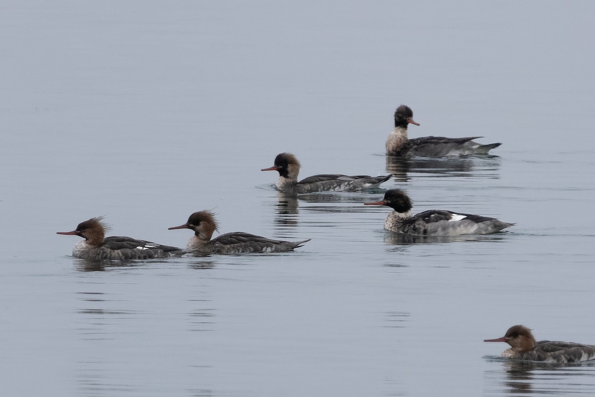 Red-breasted Merganser - ML646318507