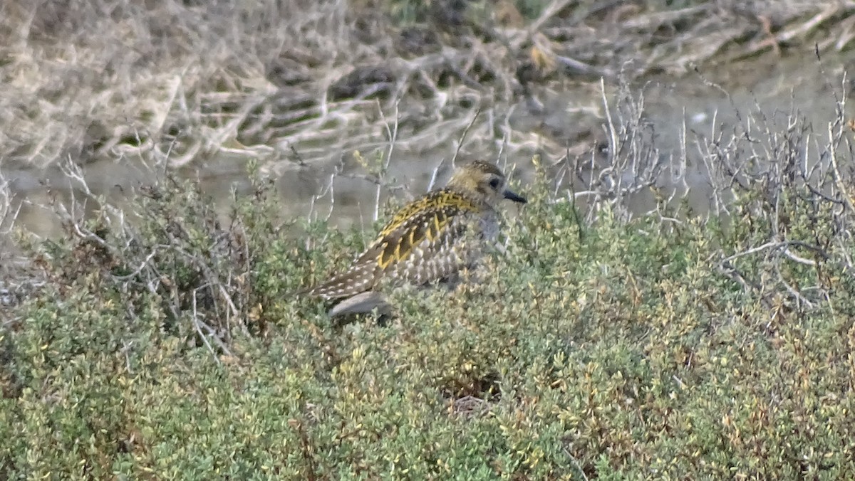 Pacific Golden-Plover - ML646318508