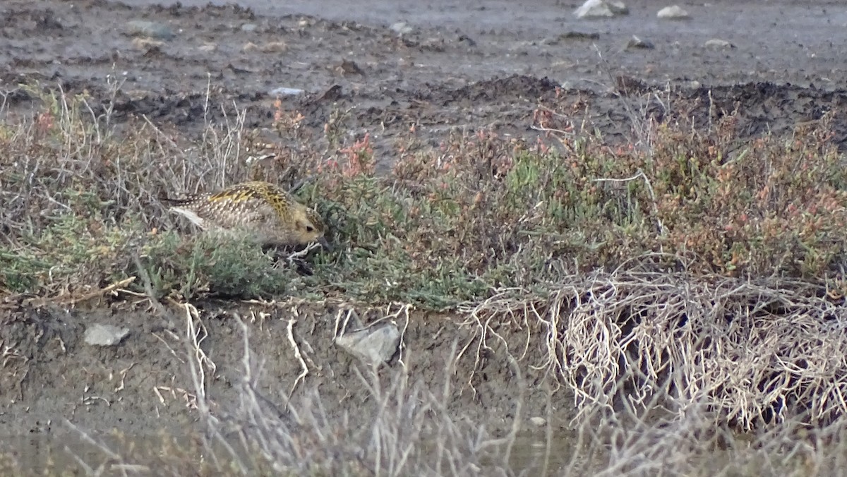 Pacific Golden-Plover - ML646318509