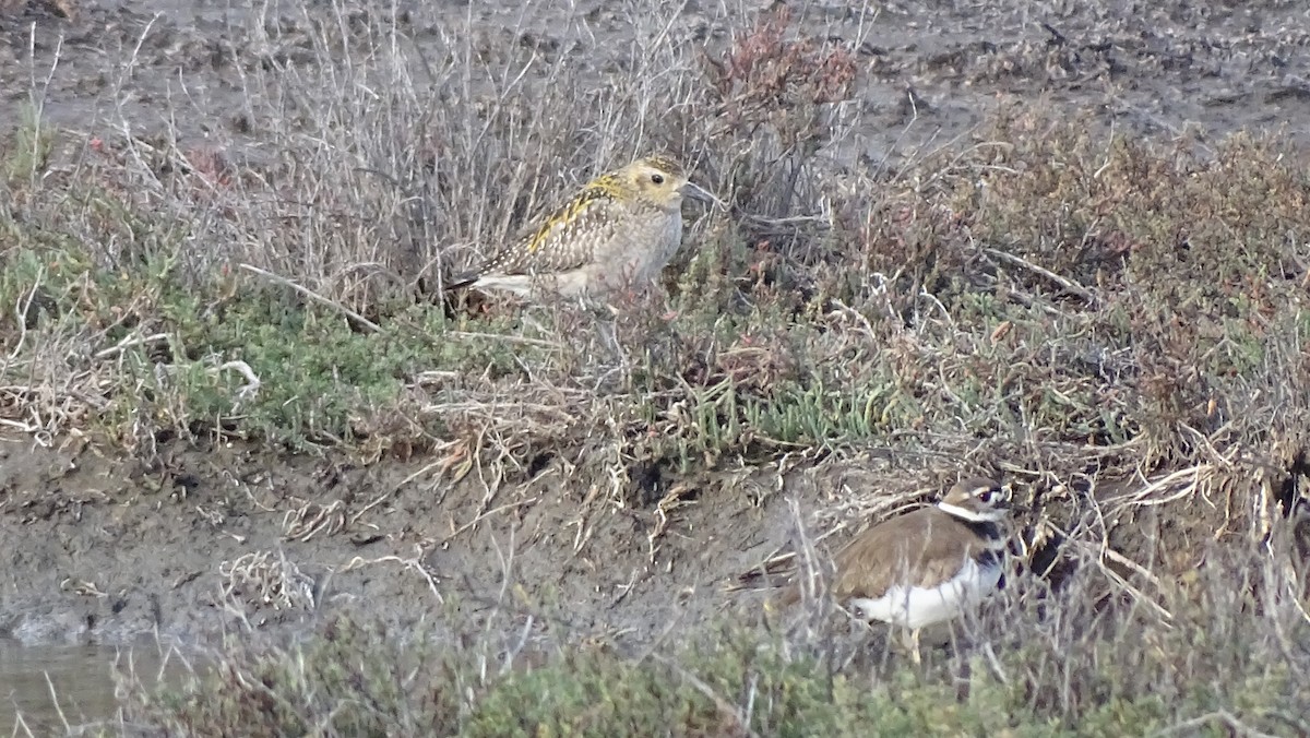 Pacific Golden-Plover - ML646318510