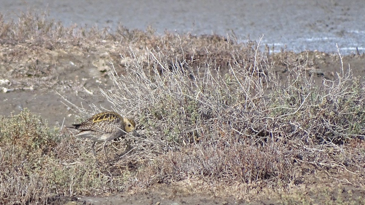 Pacific Golden-Plover - ML646318511